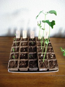 Seedlings getting bigger