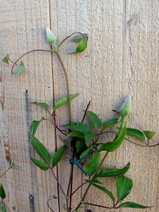 Clematis buds