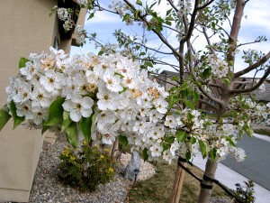 Front Yard Tree Blossoms