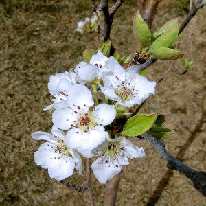 Pear Tree Blossoms