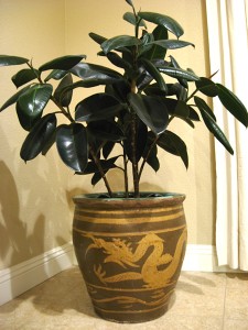 Rubber Tree in a Chinese Egg Pot