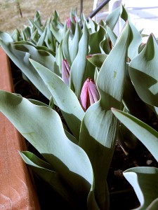 Tulips Up Close