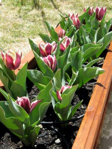 Arabian Mystery Tulips