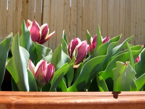 Arabian Mystery Tulips